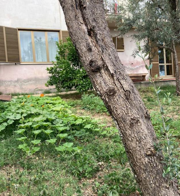 Casa Sisu-Appartamento Immerso Negli Ulivi Сант-Элия-Фьюмерапидо Экстерьер фото